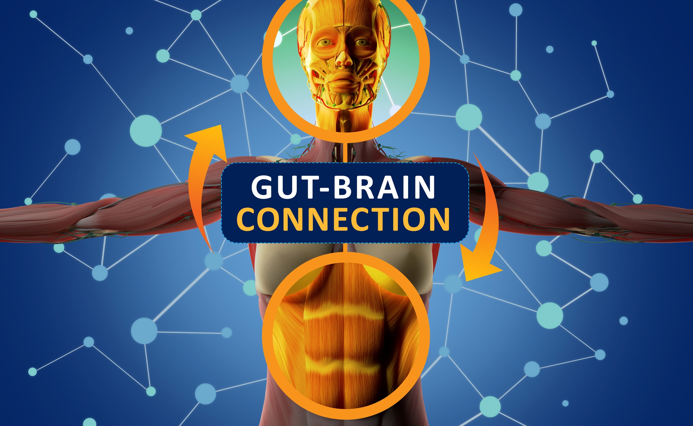 The Gut-Brain Connection